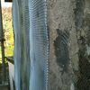 Piddle Valley Stainless Steel Mesh Fixed